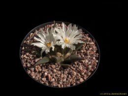 Ariocarpus trigonus v. elongatus PP231 2368